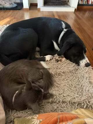 Pinelopi (Πηνελόπη), female puppy Mixed Breed for adoption at Dogs Voice, Athens