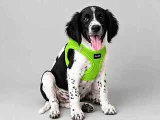 PEIRATIS (ΠΕΙΡΑΤΗΣ), male puppy Mixed Breed for adoption at Dogs Voice, Athens