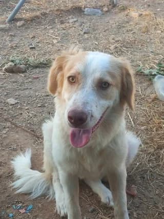 ATLAS (ΑΤΛΑΣ), male puppy Mixed Breed for adoption at Dogs Voice, Athens