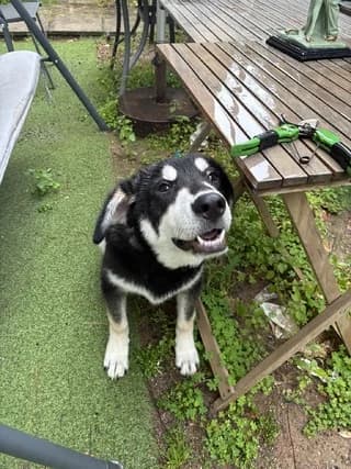 Loyka (Λούκα), male puppy Mixed Breed for adoption at Dogs Voice, Athens