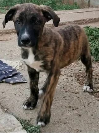 Koytavotigraki (Κουταβοτιγράκι), male puppy Mixed Breed for adoption at Dogs Voice, Athens