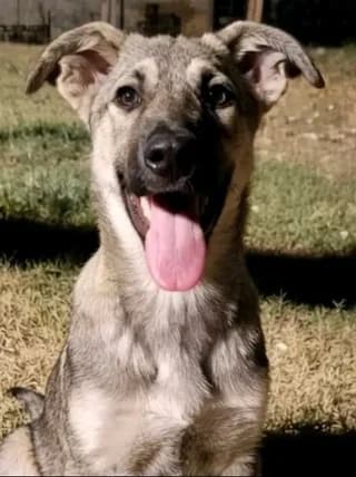 Luna, female puppy Mixed Breed for adoption at Dogs Voice, Athens