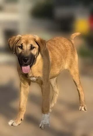 SIMPA (ΣΙΜΠΑ), male puppy Mixed Breed for adoption at Dogs Voice, Athens