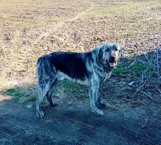 ADE-DOYKAS (ΑΔΕ-ΔΟΥΚΑΣ), male young Mixed Breed for adoption at Dogs Voice, Athens