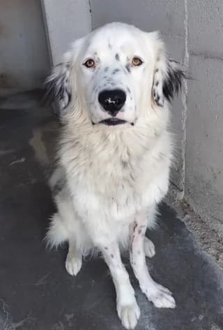 Oto, male young Mixed Breed for adoption at Dogs Voice, Athens