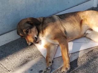 Kafetoylis (Καφετουλης), male 3yo Mixed Breed for adoption at Dogs Voice, Athens