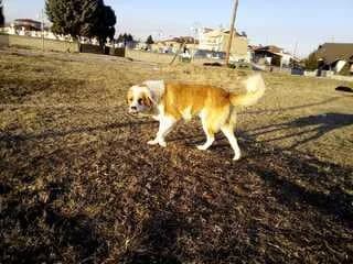 Kefalas (Κεφαλας), male 7yo Mixed Breed for adoption at Dogs Voice, Athens