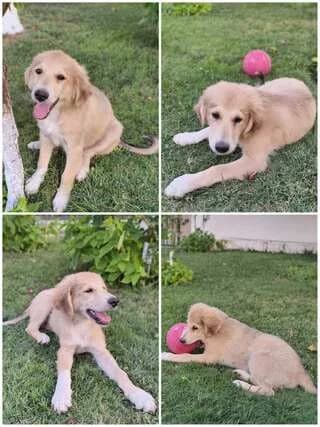 Tayk, male puppy Mixed Breed for adoption at Dogs Voice, Athens