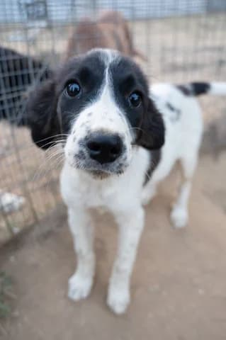 Monica, female puppy Mixed Breed for adoption at Dogs Voice, Athens