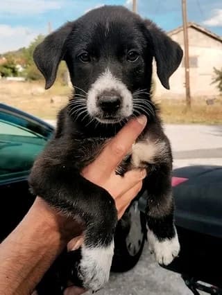 Pepsi, female puppy Mixed Breed for adoption at Dogs Voice, Athens