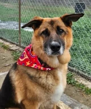 Panoylis (Πανούλης), male 7yo Mixed Breed for adoption at Dogs Voice, Athens