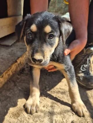 Romaio (Ρωμαίο), male puppy Mixed Breed for adoption at Dogs Voice, Athens
