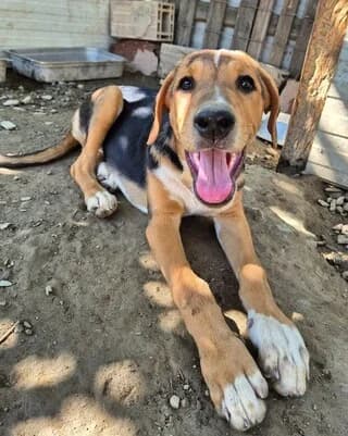 Trikolore (Τρικολόρε), male puppy Mixed Breed for adoption at Dogs Voice, Athens