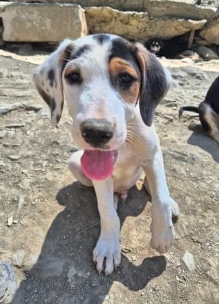 Mompy (Μόμπυ), male puppy Mixed Breed for adoption at Dogs Voice, Athens