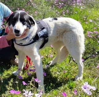 Tzini (Τζίνι), female 3yo Mixed Breed for adoption at Dogs Voice, Athens