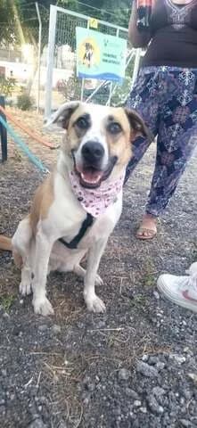 Tzoynti (Τζούντι), female 3yo Mixed Breed for adoption at Dogs Voice, Athens