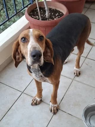 Anonymo (Ανώνυμο), female 3yo Mixed Breed for adoption at Dogs Voice, Athens