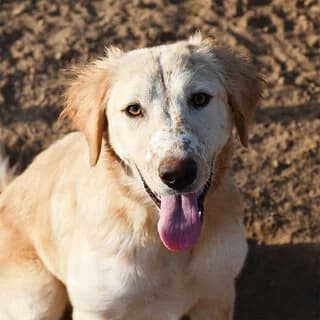 Kremina (Κρεμίνα), female puppy Mixed Breed for adoption at Dogs Voice, Athens