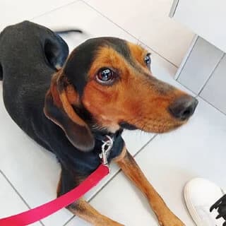 Moysitsa (Μουσίτσα), female young Mixed Breed for adoption at Dogs Voice, Athens