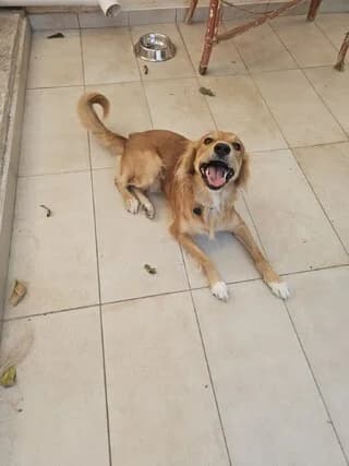zachos (ζαχος), male 3yo Mixed Breed for adoption at Dogs Voice, Athens