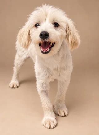 Jamaica, female young Mixed Breed for adoption at Dogs Voice, Athens
