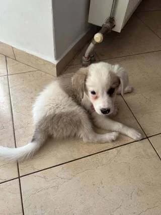 KALISI (ΚΑΛΙΣΙ), female puppy Mixed Breed for adoption at Dogs Voice, Athens