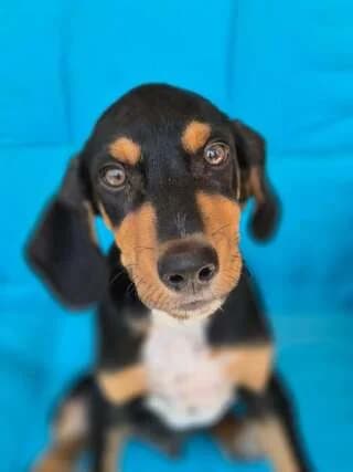 ZOYKO, male puppy Mixed Breed for adoption at Dogs Voice, Athens