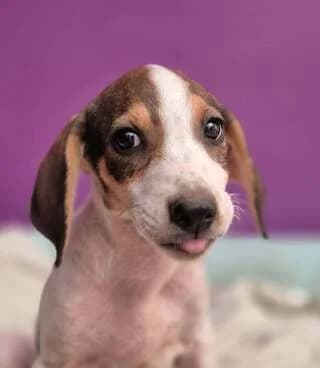 MOYRLI (ΜΟΥΡΛΗ), female puppy Mixed Breed for adoption at Dogs Voice, Athens