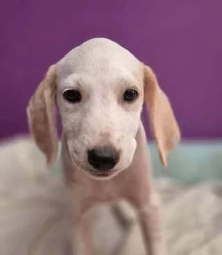 TRELI (ΤΡΕΛΗ), female puppy Mixed Breed for adoption at Dogs Voice, Athens