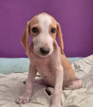 ZOYRLI (ΖΟΥΡΛΗ), female puppy Mixed Breed for adoption at Dogs Voice, Athens