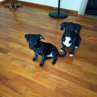 BLACK&JACK,  puppy Mixed Breed for adoption at Dogs Voice, Athens