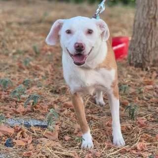 IRMA (ΙΡΜΑ), female young Mixed Breed for adoption at Dogs Voice, Athens