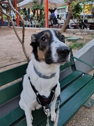 Άria (Άρια), female young Mixed Breed for adoption at Dogs Voice, Athens