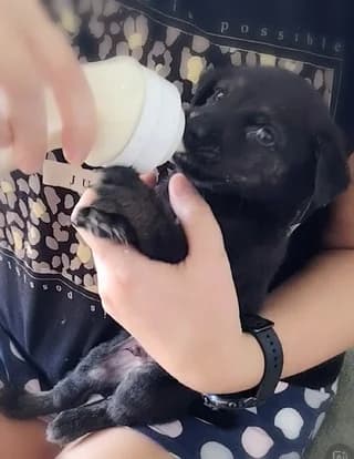 LUCKY, male puppy Mixed Breed for adoption at Dogs Voice, Athens