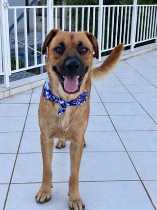 ERMIS (ΕΡΜΗΣ), male young Mixed Breed for adoption at Dogs Voice, Athens