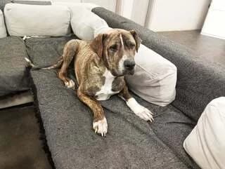 Lucas, male 3yo Mixed Breed for adoption at Dogs Voice, Athens