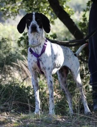 Leni (Λενη), female young Mixed Breed for adoption at Dogs Voice, Athens
