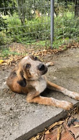 Korina (Κορίνα), female puppy Mixed Breed for adoption at Dogs Voice, Athens