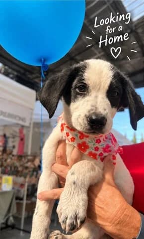 Mercury, male puppy Mixed Breed for adoption at Dogs Voice, Athens