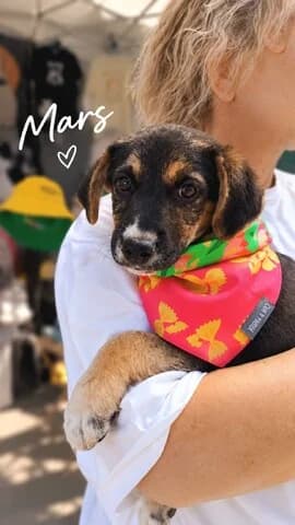 Mars, male puppy Mixed Breed for adoption at Dogs Voice, Athens