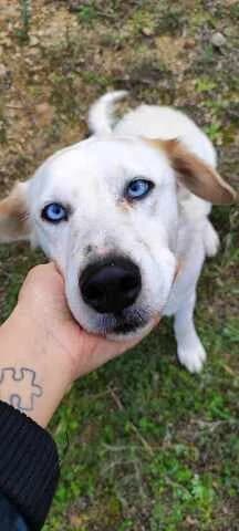 Zoi (Ζωή), female 7yo Mixed Breed for adoption at Dogs Voice, Athens