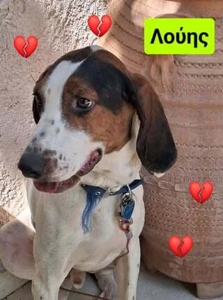 Loyis (Λούης), male young Mixed Breed for adoption at Dogs Voice, Athens