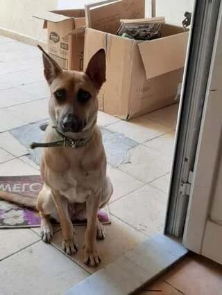 Άlma (Άλμα), female 3yo Mixed Breed for adoption at Dogs Voice, Athens