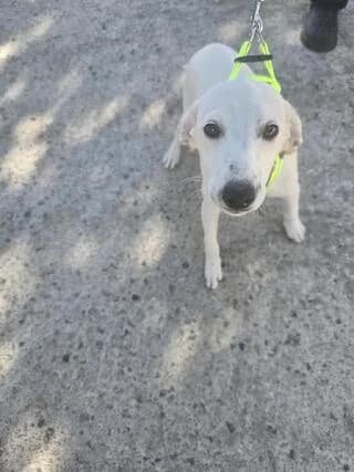 MELIA (ΜΕΛΙΑ), female puppy Mixed Breed for adoption at Dogs Voice, Athens