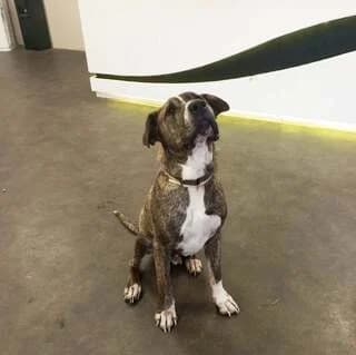 Lucas, male 3yo Mixed Breed for adoption at Dogs Voice, Athens