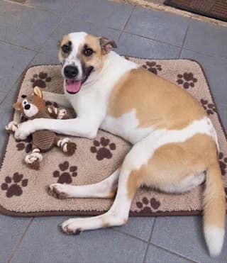 Tzoynti (Τζούντι), female 3yo Mixed Breed for adoption at Dogs Voice, Athens