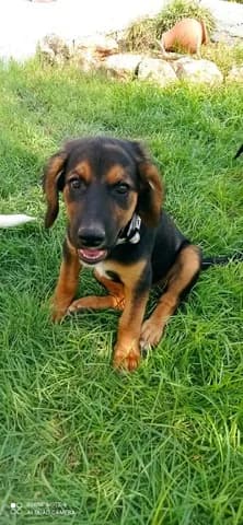 Bear, female puppy Mixed Breed for adoption at Dogs Voice, Athens