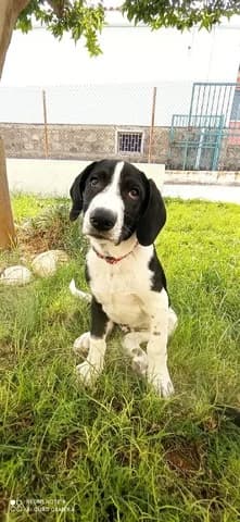Bull, male puppy Mixed Breed for adoption at Dogs Voice, Athens