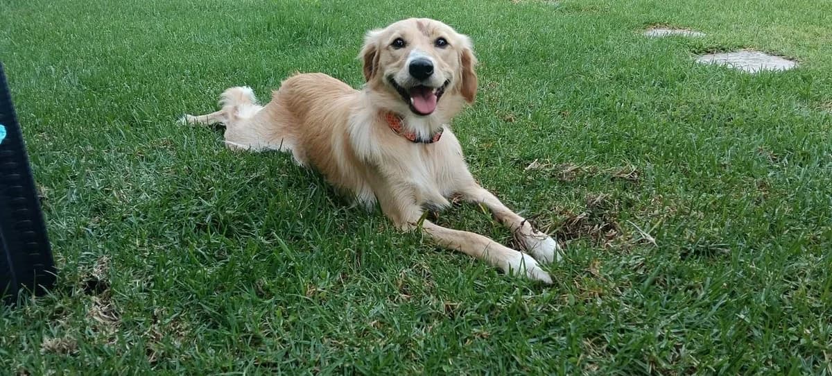 Nala ❤️ (Νάλα ❤️), female puppy Mixed Breed for adoption at Dogs Voice, Athens