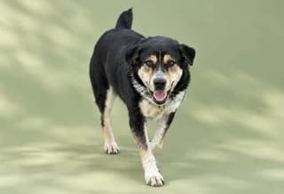 ROYNTOLF (ΡΟΥΝΤΟΛΦ), male young Mixed Breed for adoption at Dogs Voice, Athens